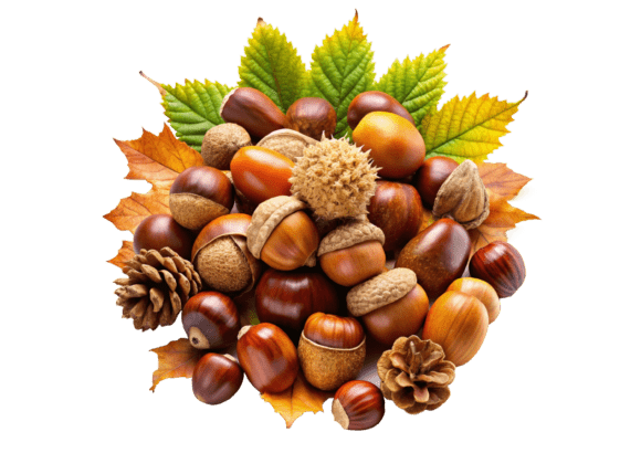 Autumn Oak Acorns with Leaves 3D PNG