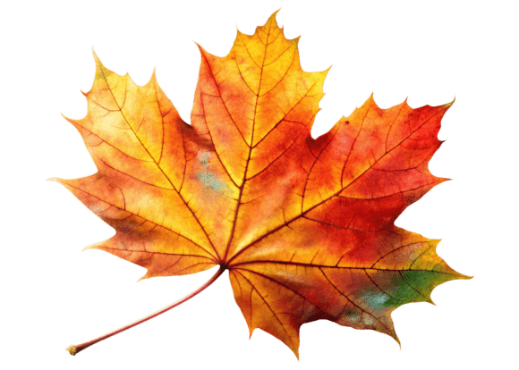 Unlock Your Creativity with High-Quality PNG Realistic Maple Leaves 3D Icons