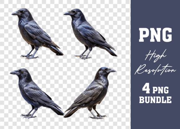 Watercolor 3D Crow Bird PNG Bundle
